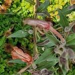 Oenothera stricta Autre