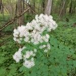 Thalictrum aquilegiifolium Flower