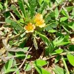 Biophytum umbraculum Hábito