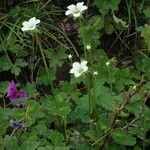 Parnassia nubicola عادت