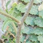 Brassica tournefortii പുറംതൊലി