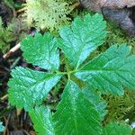 Rubus pedatus Hoja