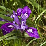 Iris macrosiphon Fleur
