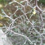 Corokia cotoneaster Folha