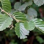 Alnus glutinosa Folio