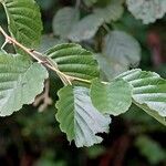 Alnus glutinosa Fuelha