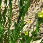 Linum strictum Leaf