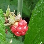 Rubus idaeus Плод