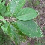 Grewia prunifolia Leaf