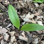 Allium tricoccum Hostoa