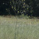 Croptilon divaricatum Habit