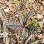 Hieracium venosum Liść