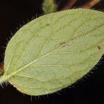 Phacelia mutabilis Foglia