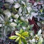 Pittosporum heterophyllum পাতা