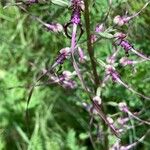 Himantoglossum adriaticum Flower