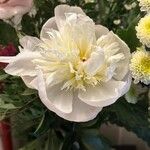 Paeonia lactifloraফুল