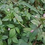 Cleome rutidosperma Hoja