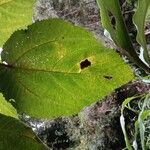Boehmeria grandis Leaf