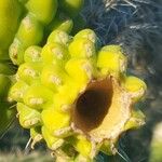 Cylindropuntia imbricata Sonstige