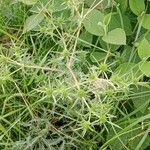 Eryngium campestre Habit