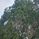 Juniperus procera Φύλλο