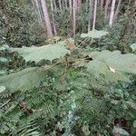 Dombeya flabellifolia Elinympäristö