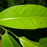 Marcgravia nepenthoides Leaf