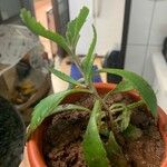 Kalanchoe serrata 葉