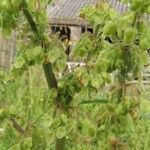 Rumex crispus Fruit