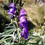 Aconitum napellus പുഷ്പം