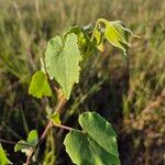 Abutilon grandiflorum 葉