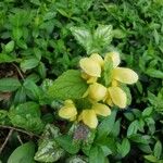 Lamium galeobdolonFlower