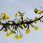 Ginkgo biloba Leaf
