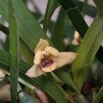 Maxillaria variabilis ᱵᱟᱦᱟ