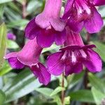 Penstemon barbatus Blomst