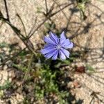 Cichorium endiviaFlor