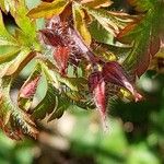 Geranium purpureum 葉