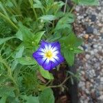 Convolvulus tricolor Flower