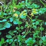 Chrysosplenium oppositifolium Habitat