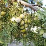 Juniperus oxycedrus Fruit