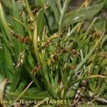 Carex capillaris Habit