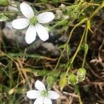 Arenaria montana Fleur