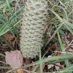 Ceratozamia mexicana Fruit