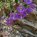 Campanula pelviformis Flor