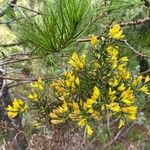 Ulex parviflorusBlomst