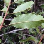 Cupaniopsis azantha Blad