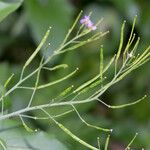 Arabidopsis cebennensis Fruto