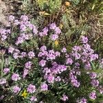 Lobularia maritima花