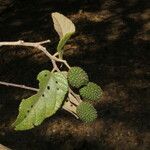 Guazuma ulmifolia Fruit