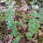 Teucrium botrys Plante entière